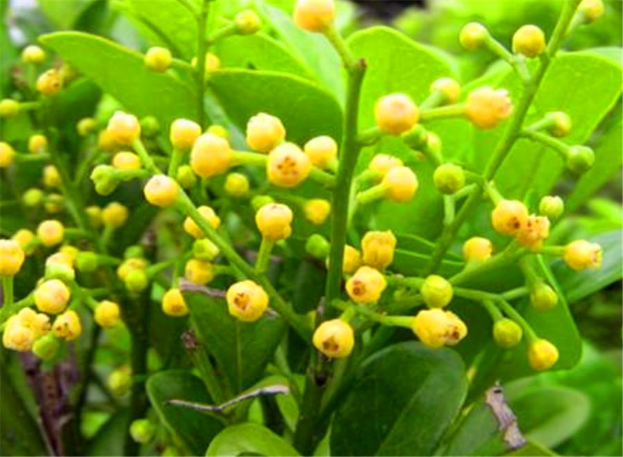 怎么让米兰花爆盆快,怎样让米兰开花不断