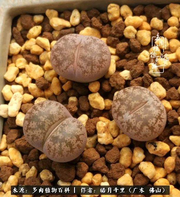 多肉娇气养不活多肉的10个秘密,养多肉是件很治愈的事情