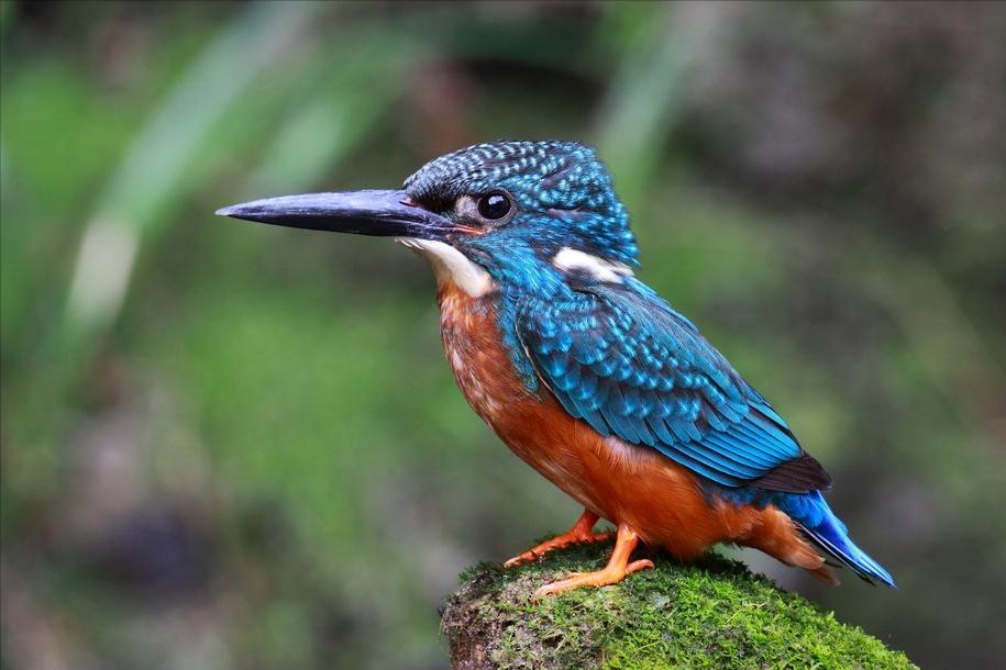 东江揽胜,惠州淡水常见鸟类图谱