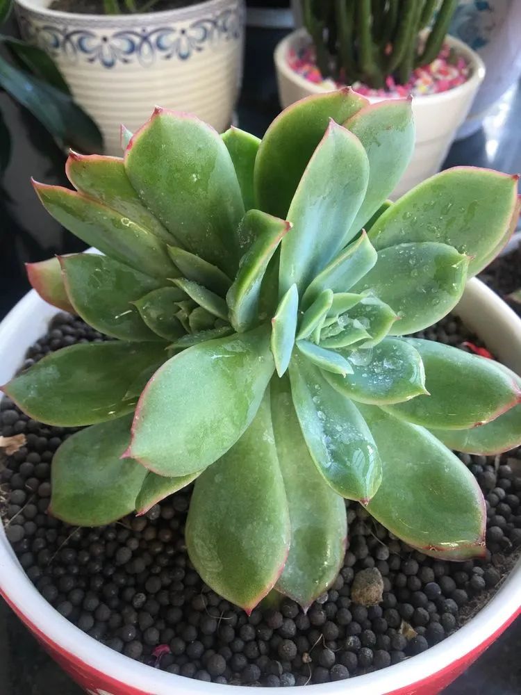 多肉新年寄语,养多肉七八年用心沉淀静待花开