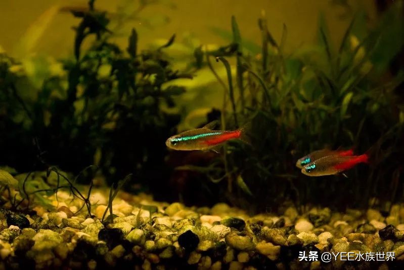 无鳞鱼能不能加盐,无鳞鱼加盐会怎么样