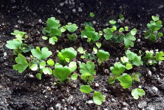 铁线蕨水培叶子枯萎怎么办,铁线蕨叶子干枯是什么原因