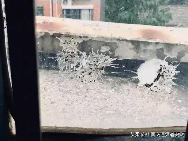 合肥发现的怪事,有一种黑鸟袭击人