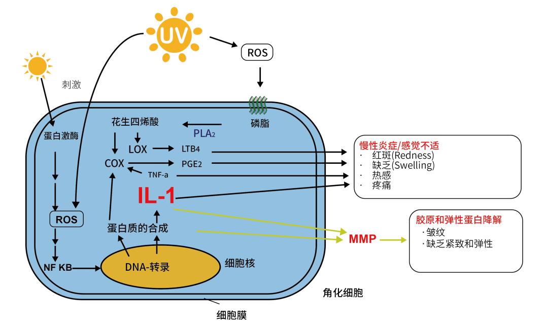 薇丽佳a级乳木果油,薇丽佳a级乳木果油是护发产品吗