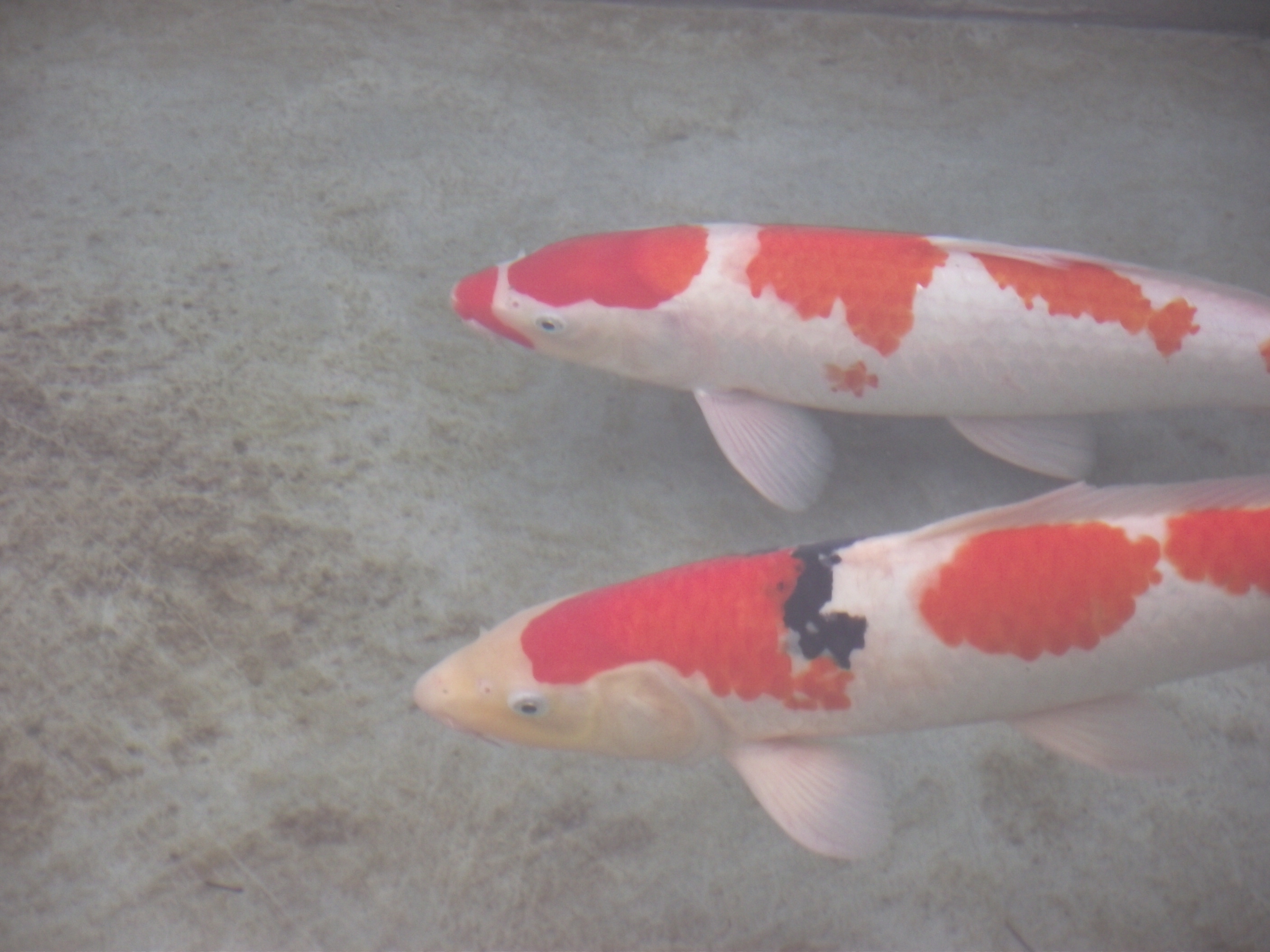 锦鲤池养殖方法图解,锦鲤繁殖全过程纪录片