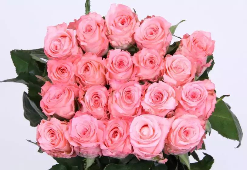 玫瑰忘记浇水干枯了怎么挽救,玫瑰蔫了用雪碧怎么补救