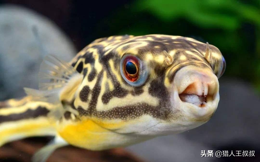 比食人鱼厉害的凶猛的观赏鱼,比食人鱼还凶残的十种鱼