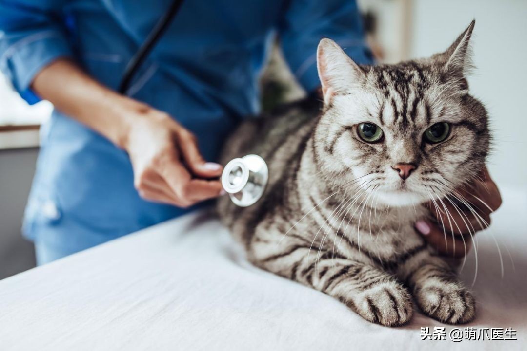 猫咪为什么好奇人类食物,为什么猫咪可以一直吃