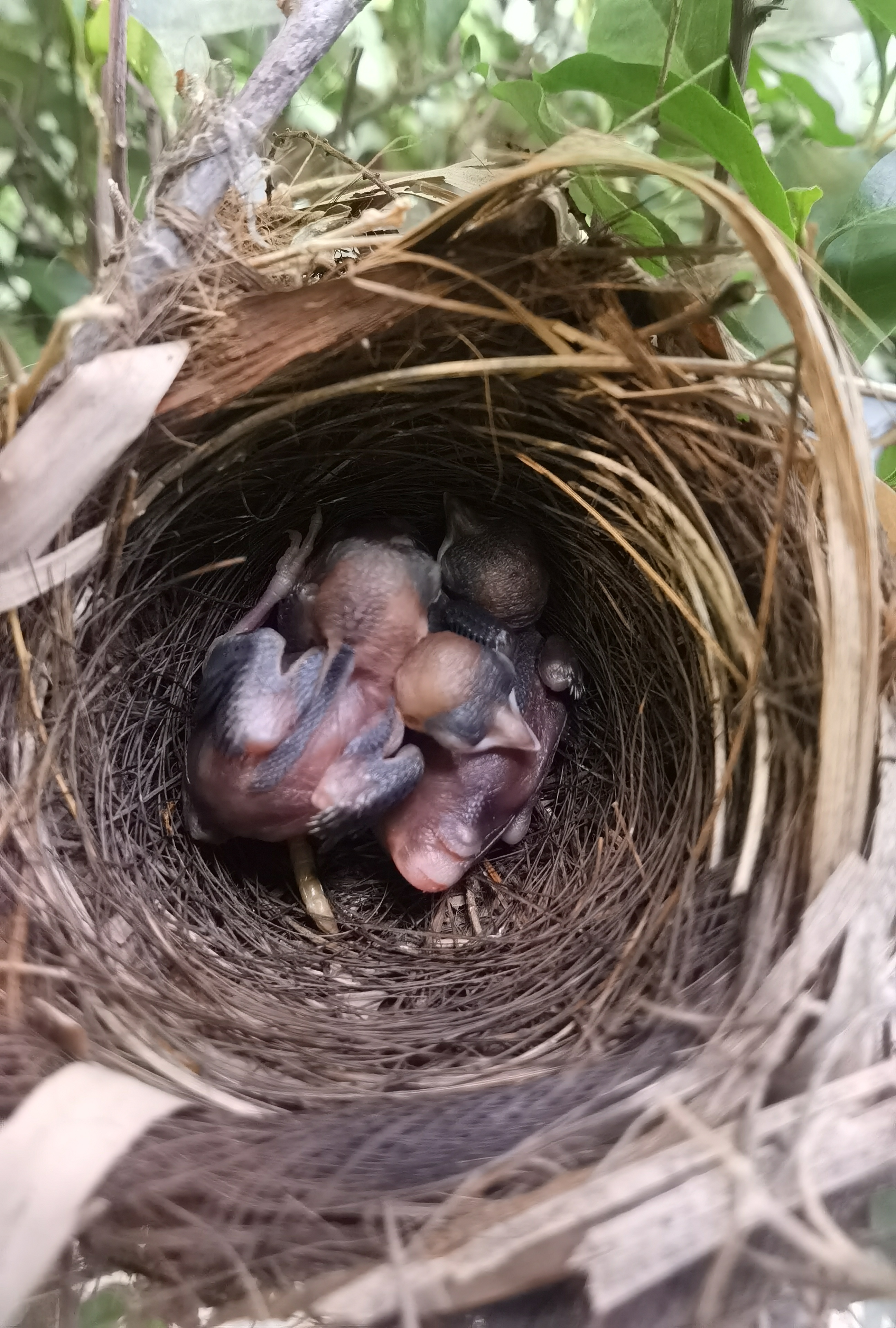 景美人善！我红耳鹎成都“安家”日常曝光