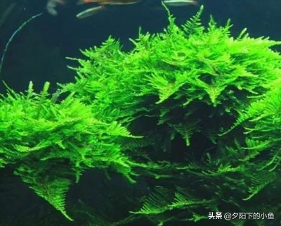 不用水草灯不用二氧化碳,无需炭也能养好的水草