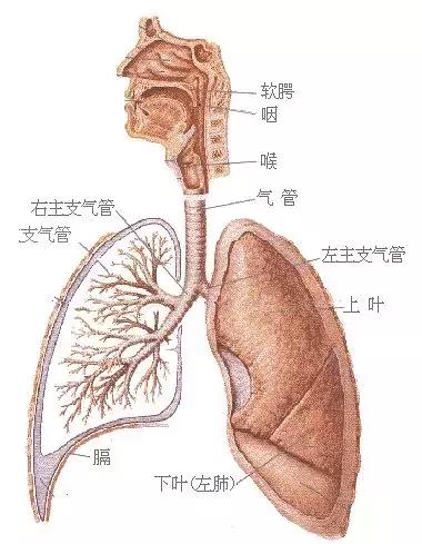 气管炎总是反反复复的是怎么回事,气管炎咳嗽有白痰是怎么回事
