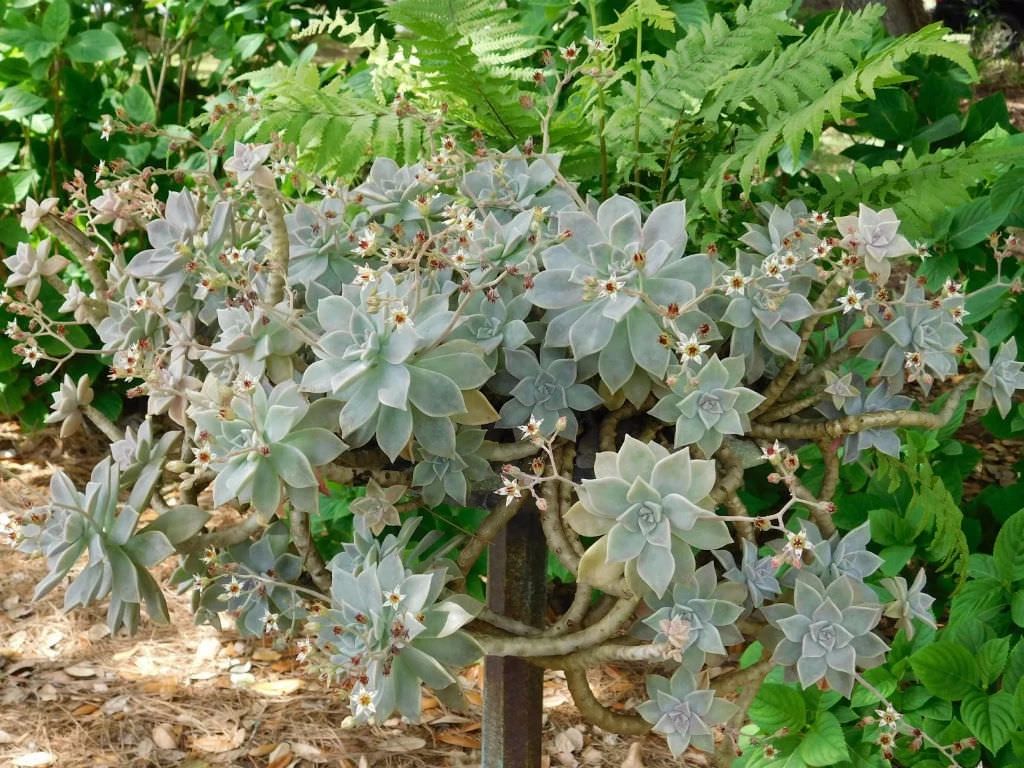 胧月养多久开花,胧月叶片怎么养