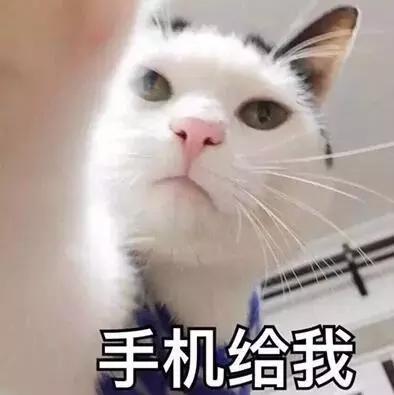 铲屎官常备的药,铲屎官该如何治疗和预防