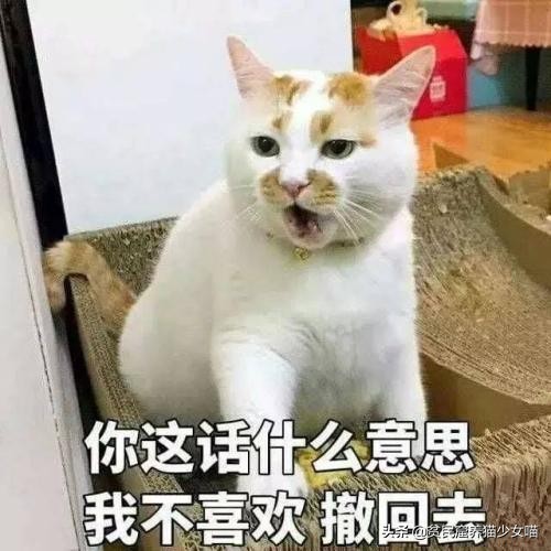 辟谣猫咪并非黑夜都能看得清,辟谣猫咪寄生虫