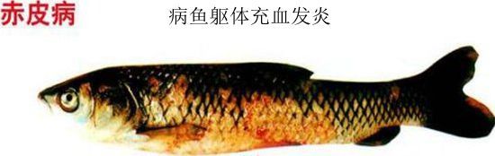赤皮病草鱼治疗方法,鱼赤皮病治疗