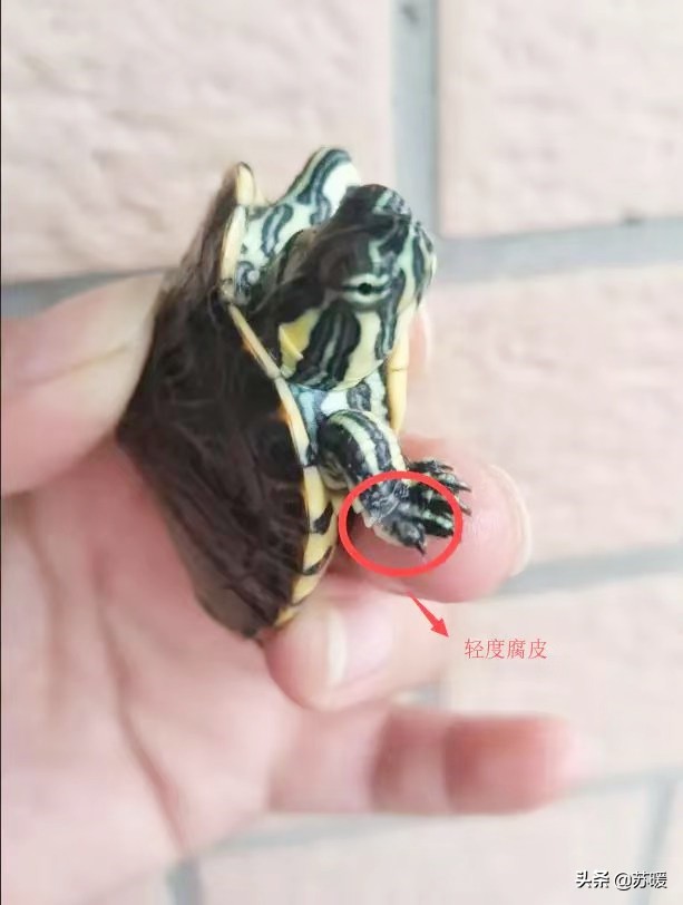 红茶可以治疗乌龟腐皮吗,腐甲腐皮的乌龟怎么治疗