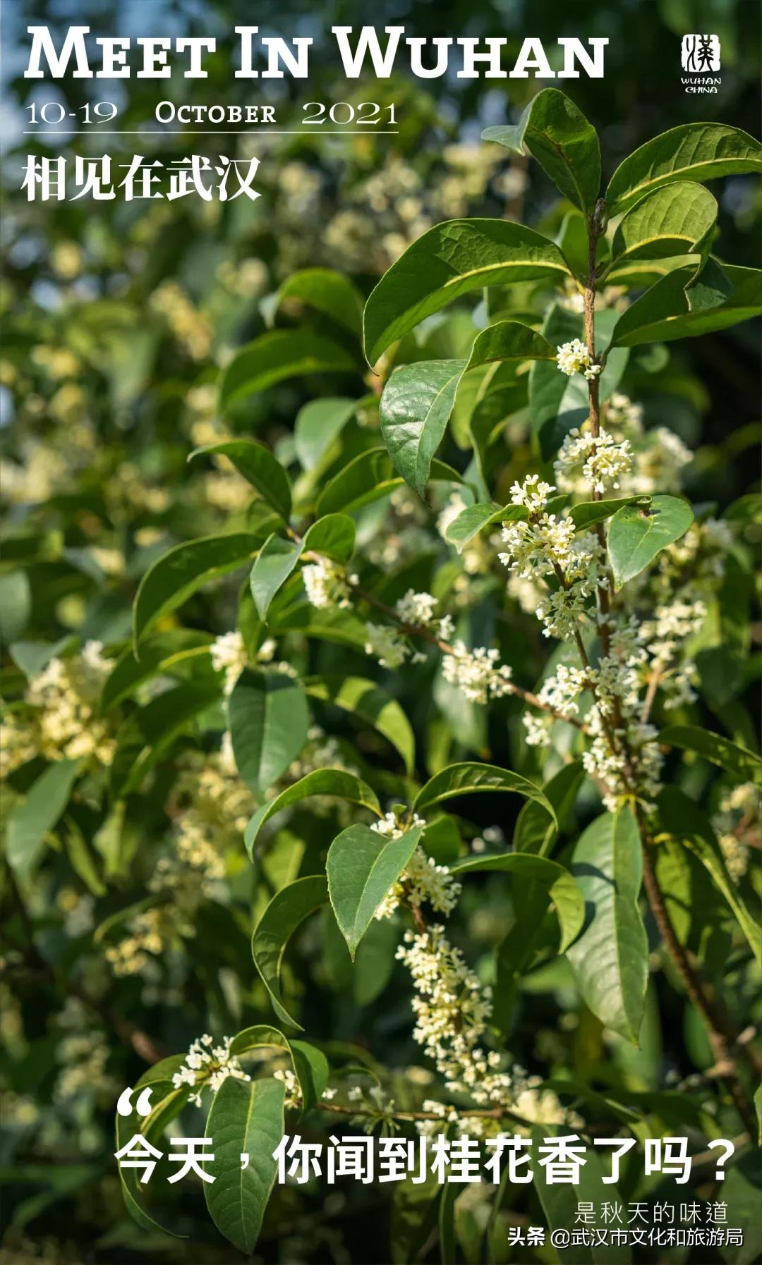 这个季节的武汉满街桂花香,武汉什么地方有桂花香味