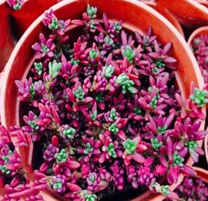 多肉紫米粒怎么爆盆,紫米粒多肉怎么养老桩好看