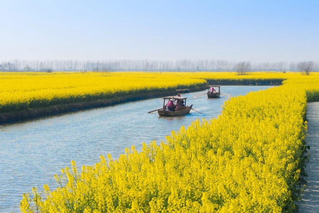 油菜花风景点,罗平县小油菜花