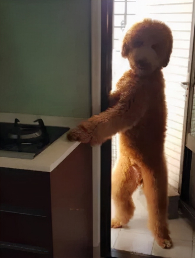 泰迪老是拱屁股怎么回事,泰迪头拱地脚刨地为什么