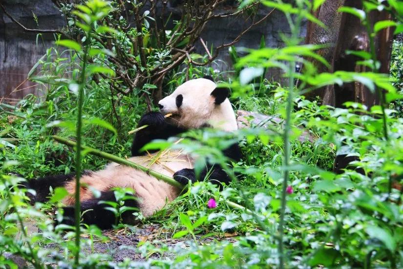 贡嘎山的徒步,贡嘎雪山大环线徒步游记