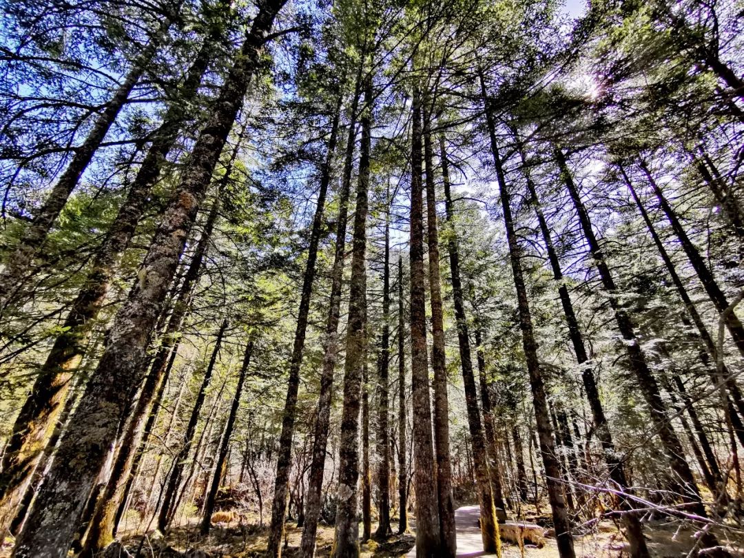 木格措一日游,去木格措最难走的路