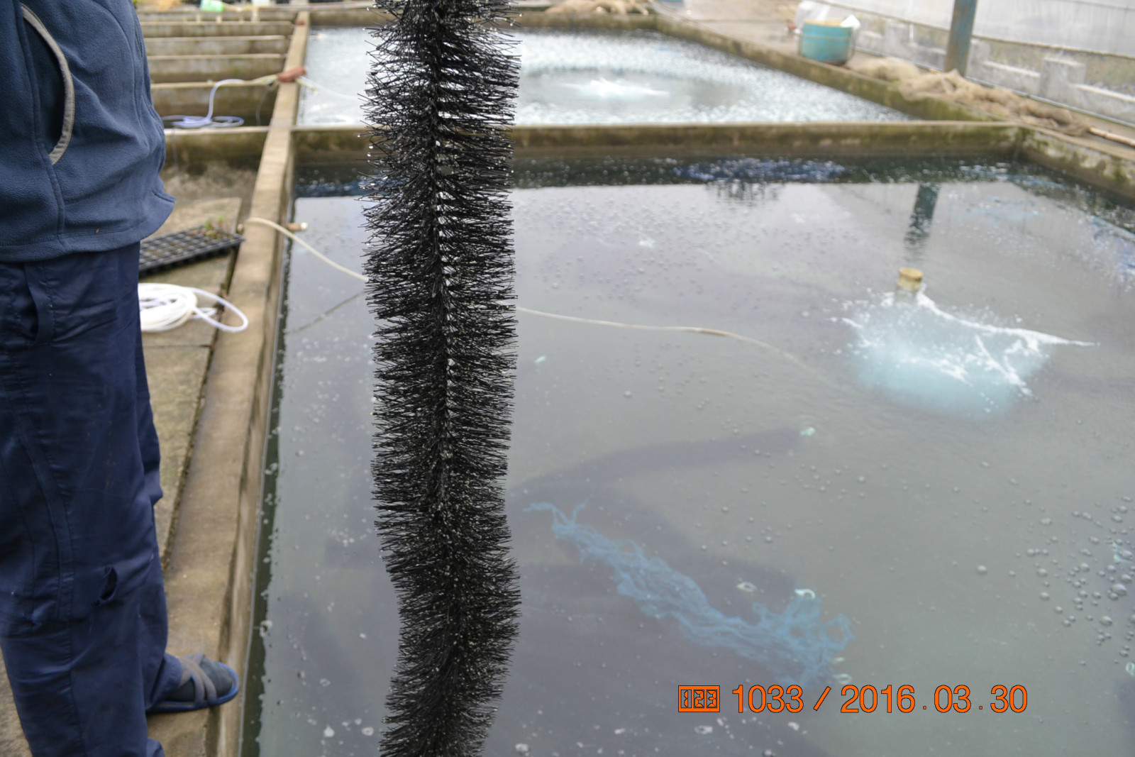 锦鲤池养殖方法图解,锦鲤繁殖全过程纪录片