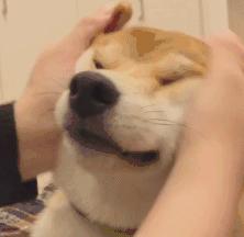 狗狗生小狗什么情况下要剖腹产,狗狗什么情况下需要剖腹产