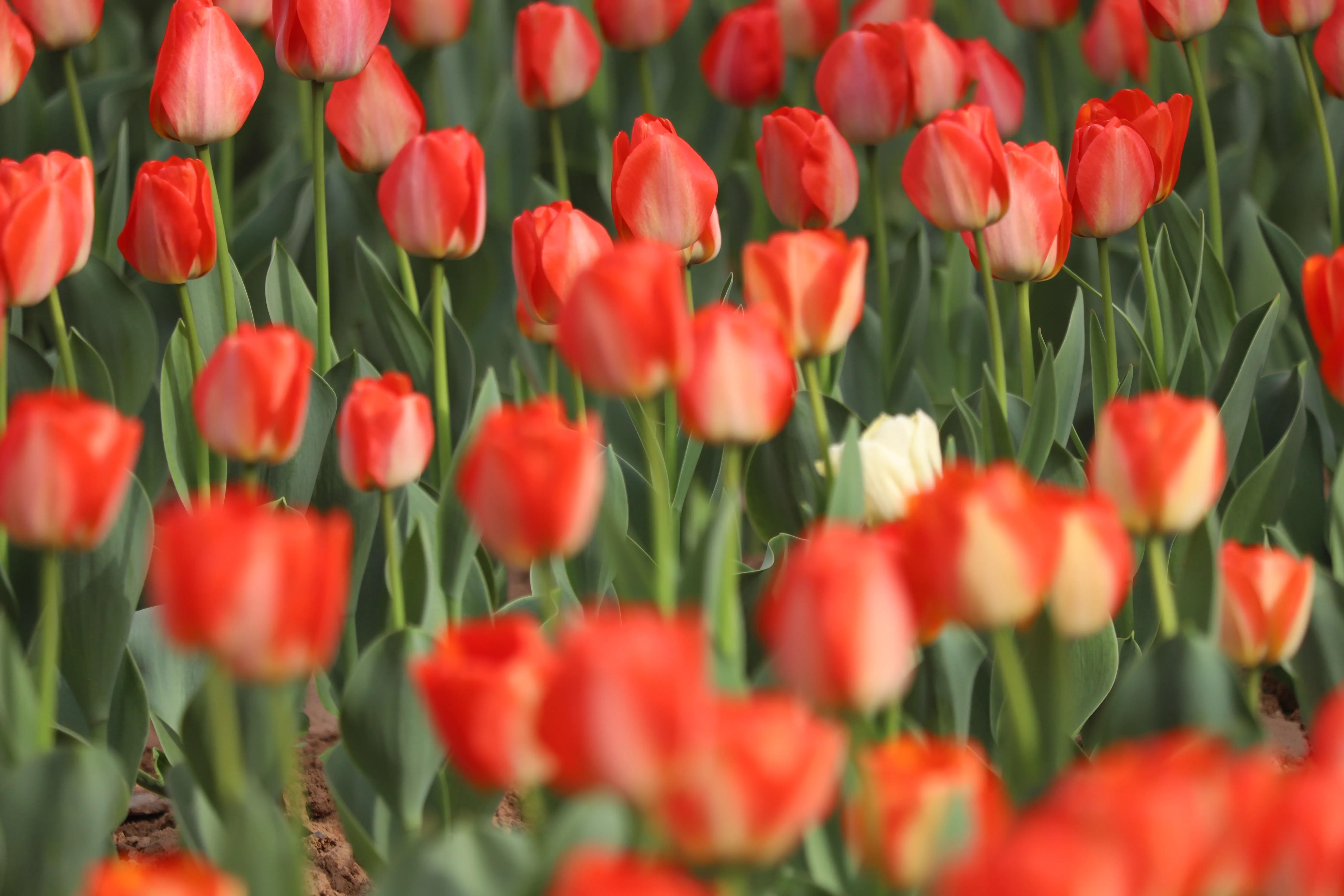 骏景花园116平米,骏景花园小区效果图