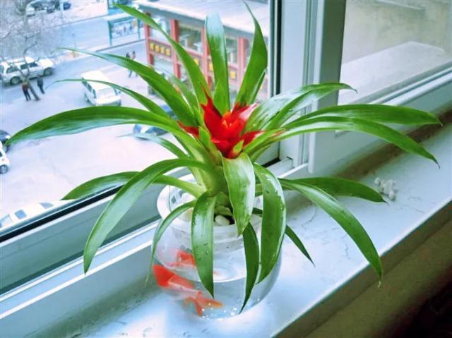 水培郁金香花期过后怎么处理叶子,4种花适合新手养漂亮好养