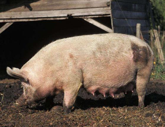 母猪产后发炎,母猪产后到底需要消炎吗