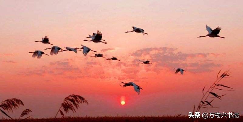 「万物兴书斋」王忠敏书法作品鉴赏《归雁》