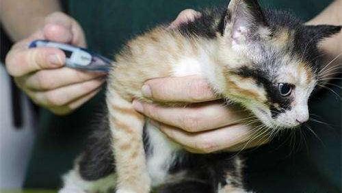 猫咪体温怎么测标准,如何正确给猫咪测体温