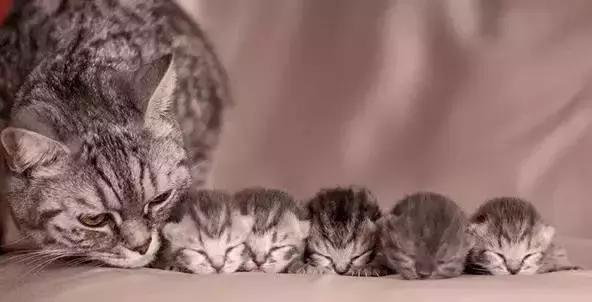 怀孕母猫如何照顾?怀孕期间及生产后的关注事项？