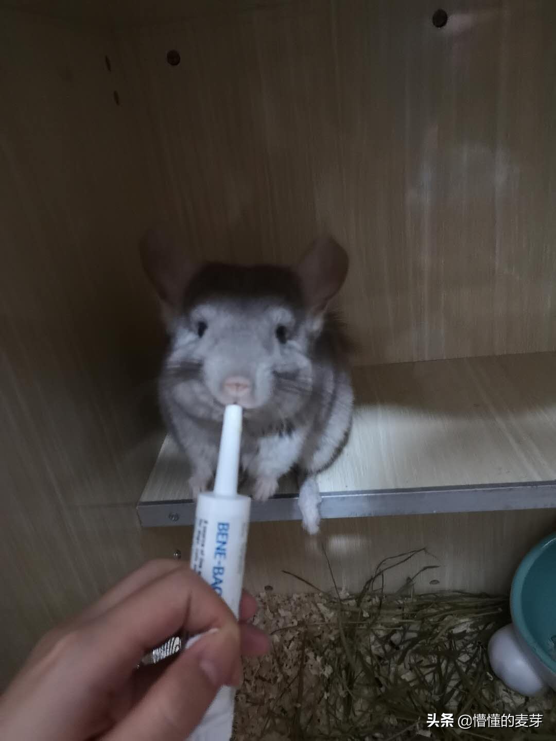 龙猫训练方法和关注事项,龙猫要准备哪些用品