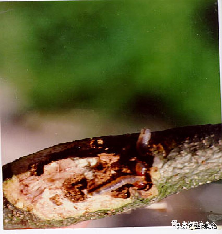 蛀干害虫是钻蛀害虫吗,果树枝干钻蛀害虫图片