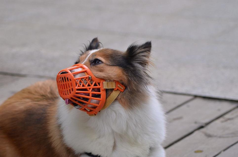 狗狗喜欢吃墙灰怎么回事,你家狗狗总喜欢咬你的手指