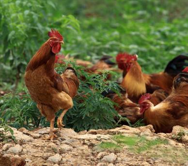 看肝脏判断鸡病，常见肝脏鸡病及防治措施