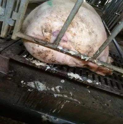 母猪子宫内膜炎怎么才能消除,后备母猪子宫内膜炎最佳治疗方法