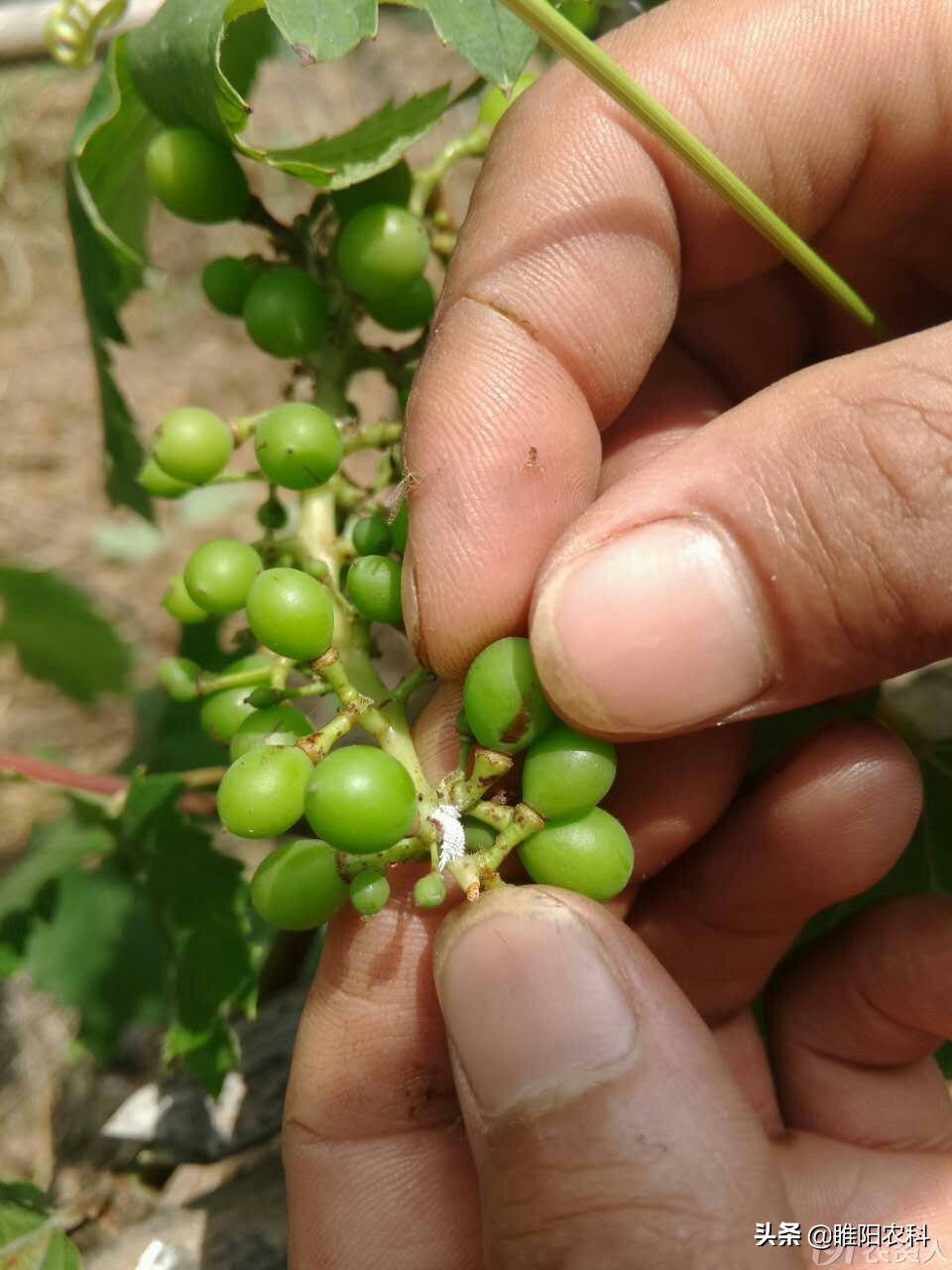 介壳虫用什么药可以彻底的消灭,怎么才能彻底消灭介壳虫