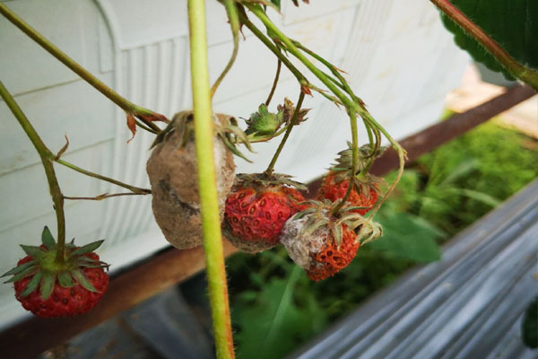 草莓小果茎发霉烂了是什么原因,草莓果实发霉怎么处理