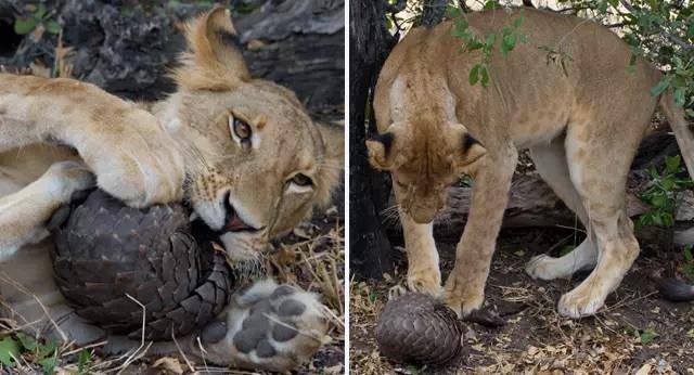 终于！药典除名穿山甲