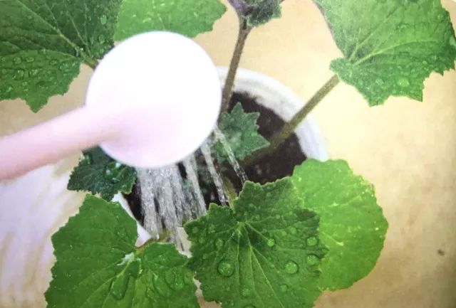 盆花极度干旱怎么处理,盆花水涝了怎么办