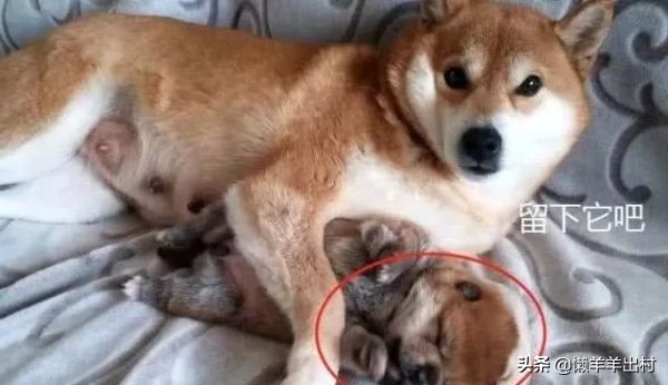 狗狗把主人手压身下,狗狗把小孩摁地上