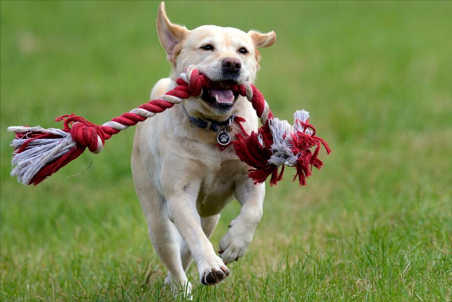 养拉布拉多犬一个月花费多少钱,养拉布拉多犬新手要关注什么