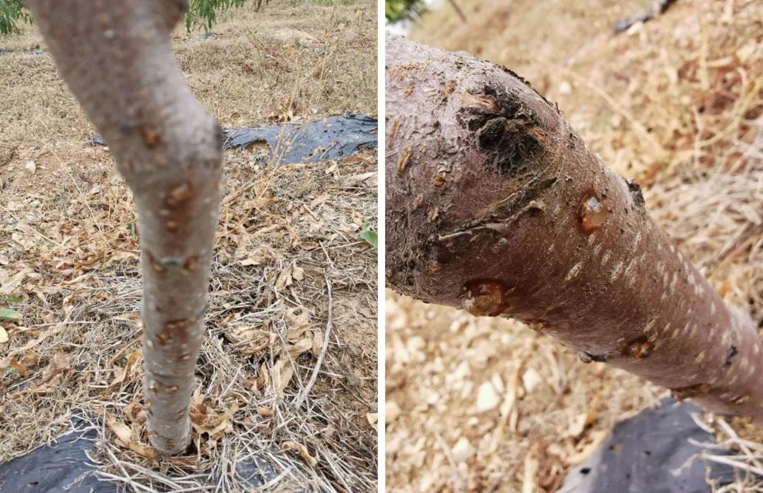 果树有流胶病怎么办,果树为什么要流树胶