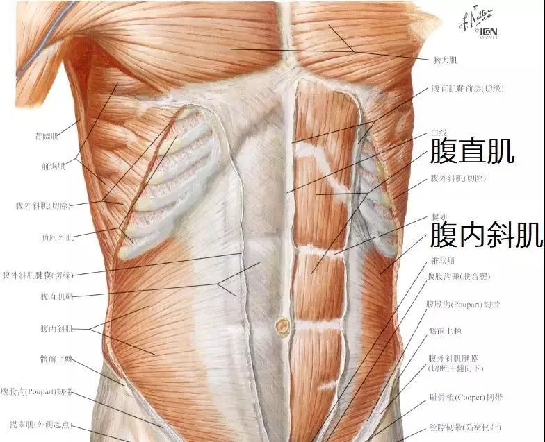 “内脏下垂、子宫脱落、漏尿……”：扒一扒你不知道的网红束腰