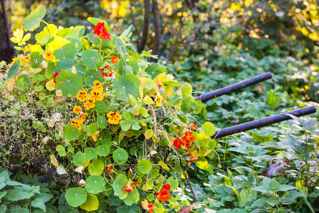 100种常见园林图鉴,列举20类不同的园林花卉