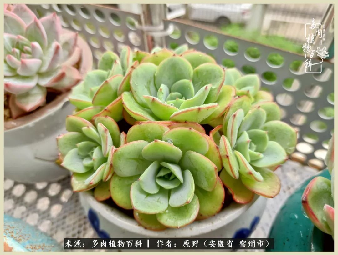 梅雨袭，酷暑至，多肉进入历劫季