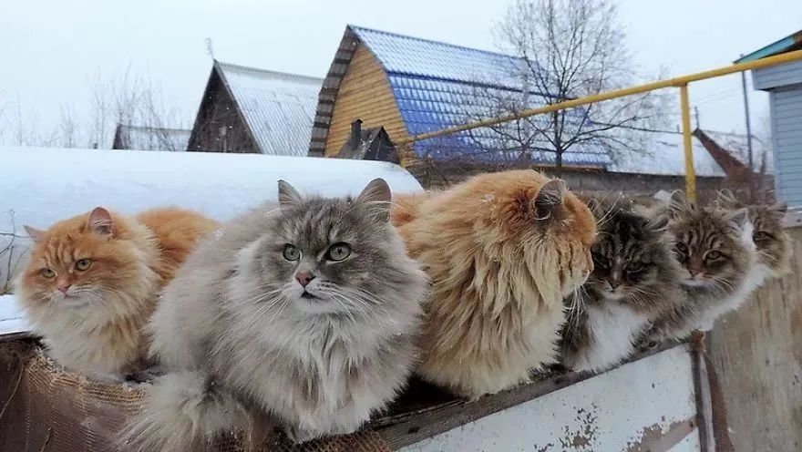 看看俄罗斯猫有多彪悍，徒手斗狗熊，单脚撕野狼！你是大佬我服了